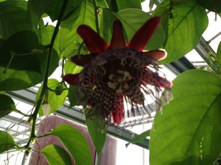 Joekels van Passiflora's